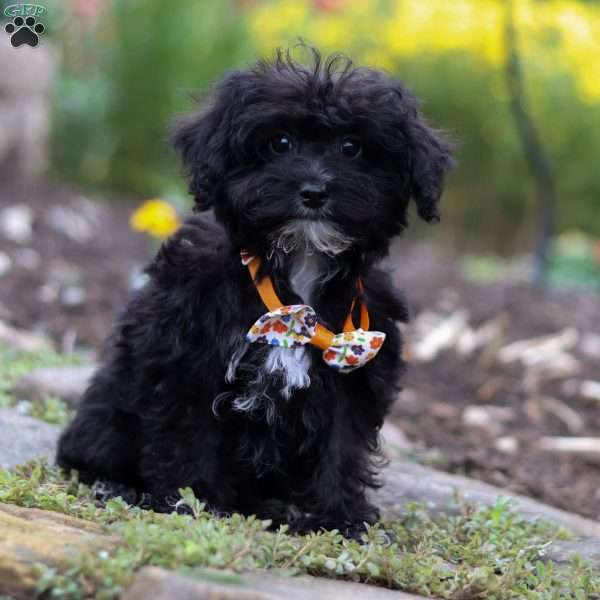 Moses, Yorkie Poo Puppy