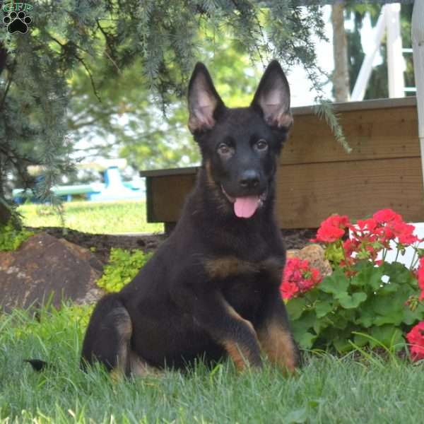 Motor, German Shepherd Puppy
