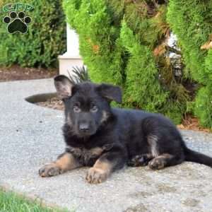 Motor, German Shepherd Puppy