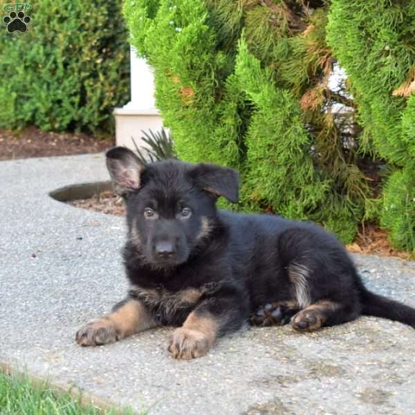 Motor, German Shepherd Puppy