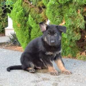 Motor, German Shepherd Puppy