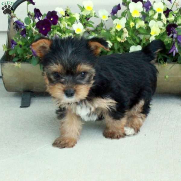 Moxie, Yorkie Puppy