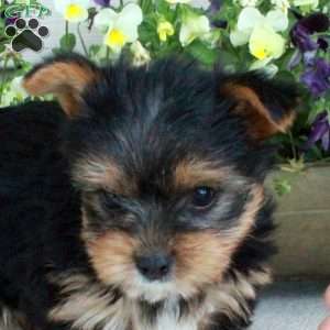 Moxie, Yorkie Puppy