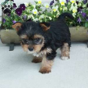 Moxie, Yorkie Puppy