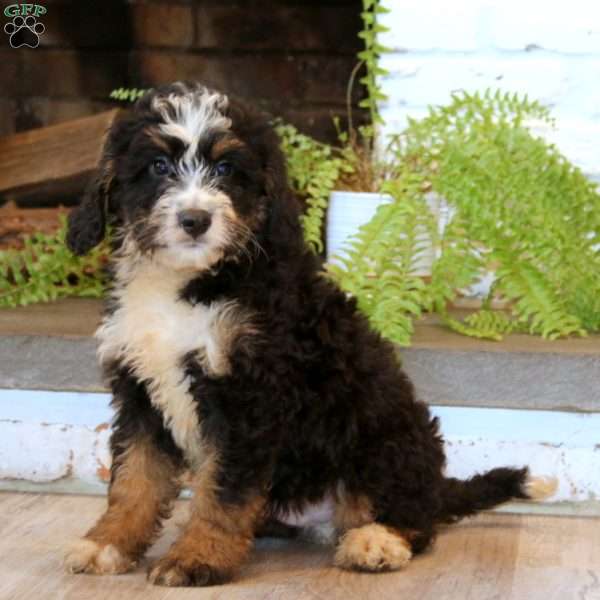 Muff, Mini Bernedoodle Puppy