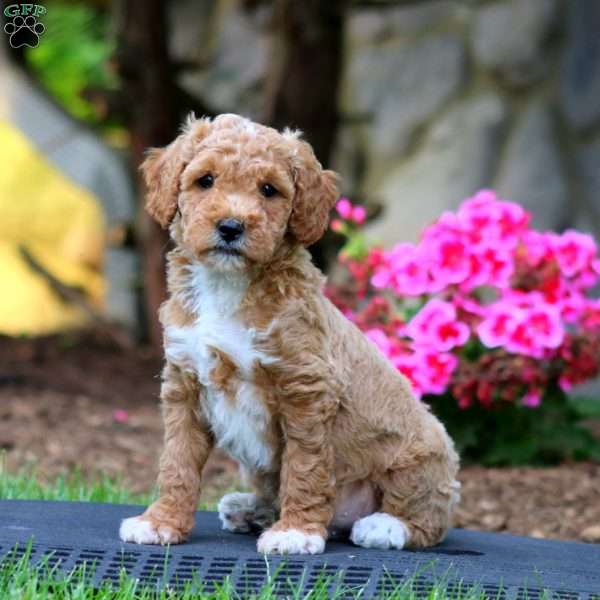 Muff, Mini Goldendoodle Puppy