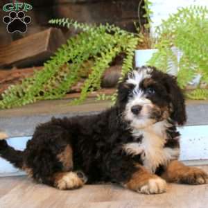 Muff, Mini Bernedoodle Puppy
