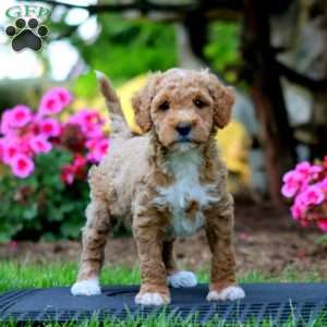 Muff, Mini Goldendoodle Puppy