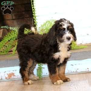 Muff, Mini Bernedoodle Puppy
