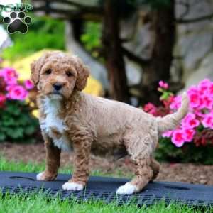 Muff, Mini Goldendoodle Puppy