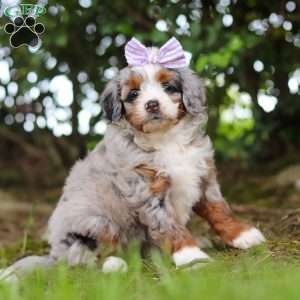 Muffin, Mini Aussiedoodle Puppy