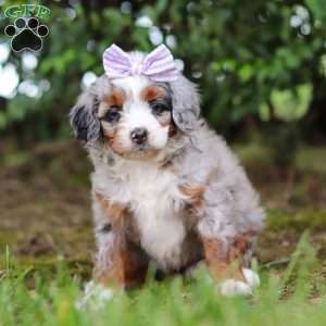 Muffin, Mini Aussiedoodle Puppy