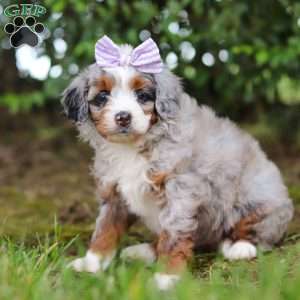 Muffin, Mini Aussiedoodle Puppy