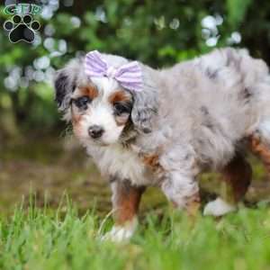 Muffin, Mini Aussiedoodle Puppy
