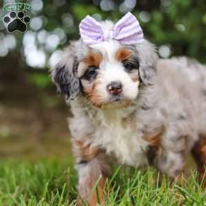 Muffin, Mini Aussiedoodle Puppy