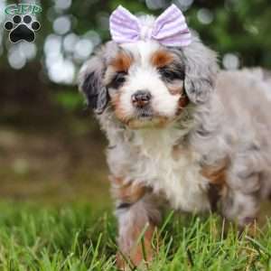 Muffin, Mini Aussiedoodle Puppy