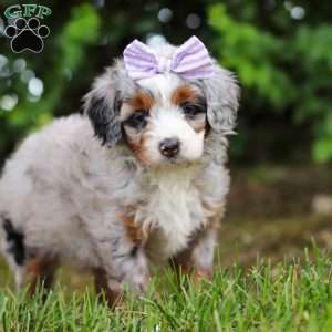Muffin, Mini Aussiedoodle Puppy