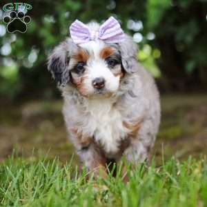 Muffin, Mini Aussiedoodle Puppy