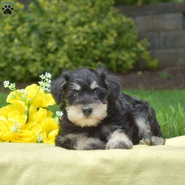 Muffin, Miniature Schnauzer Puppy