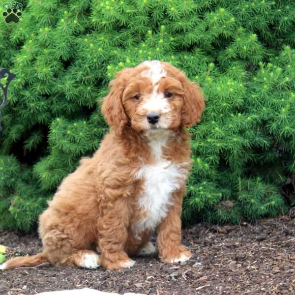 Muffin, Cockapoo Puppy