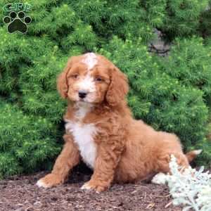 Muffin, Cockapoo Puppy