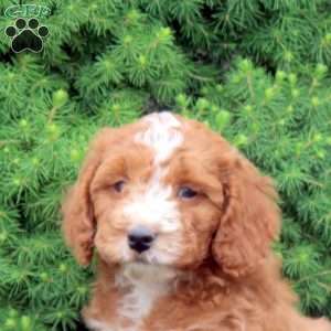 Muffin, Cockapoo Puppy