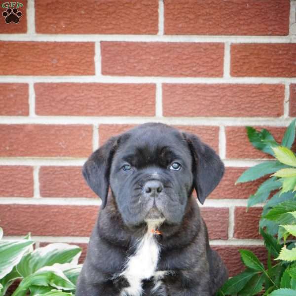 Muffin, Cane Corso Puppy