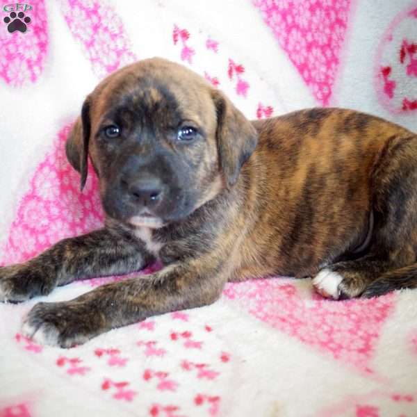 Muffin, Labrador Mix Puppy