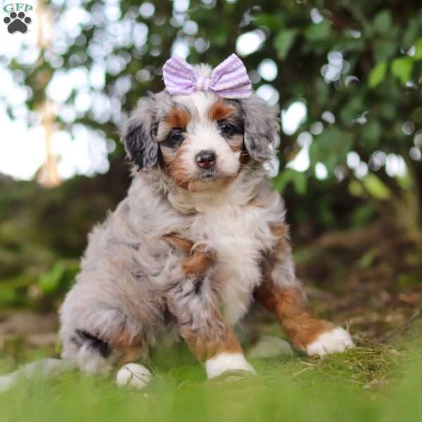 Muffin, Mini Aussiedoodle Puppy