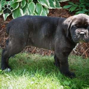 Muffin, Cane Corso Puppy