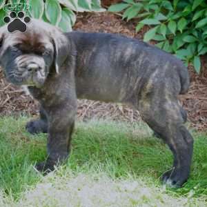 Muffin, Cane Corso Puppy