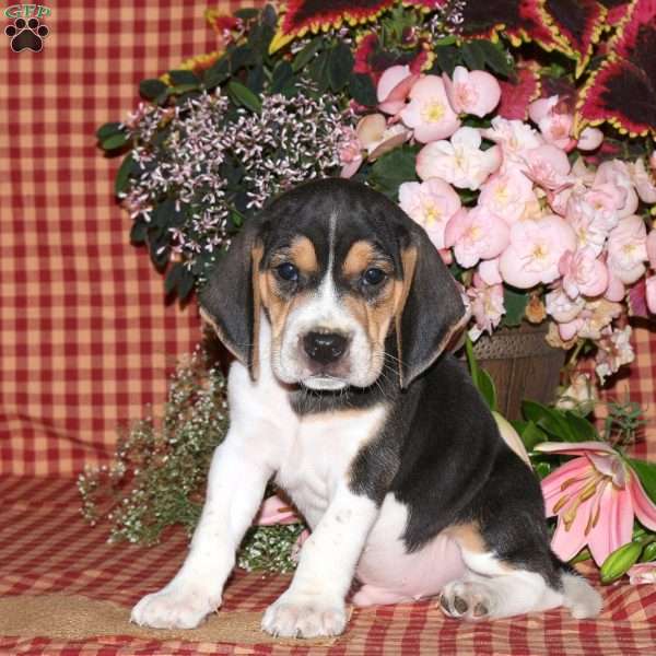 Murphy, Beagle Puppy