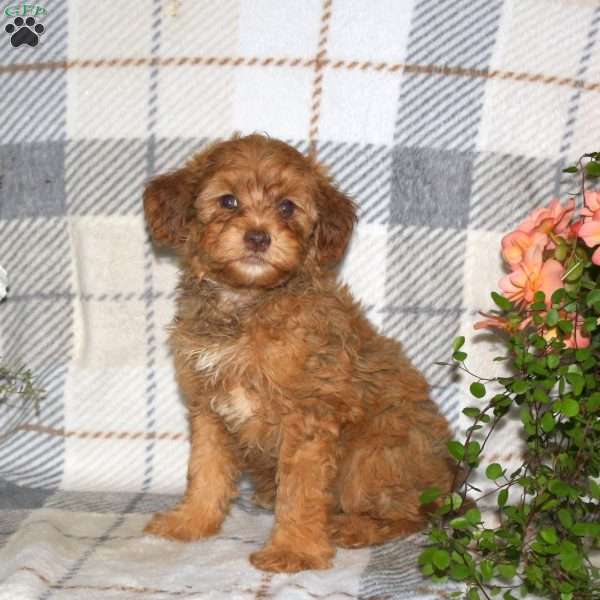 Murphy, Havapoo Puppy