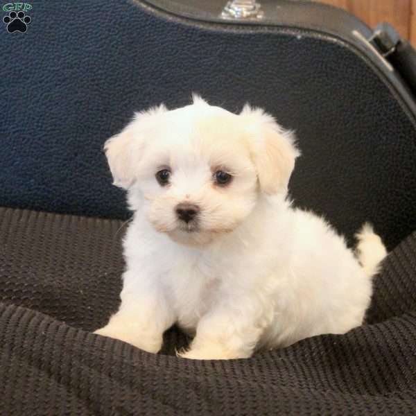Murphy, Morkie / Yorktese Puppy