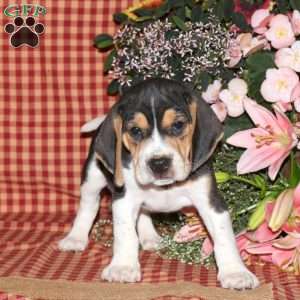 Murphy, Beagle Puppy