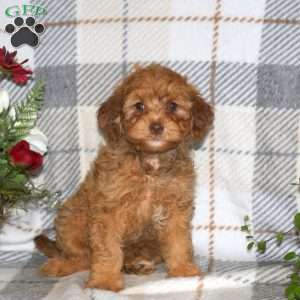 Murphy, Havapoo Puppy