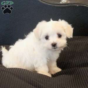 Murphy, Morkie / Yorktese Puppy