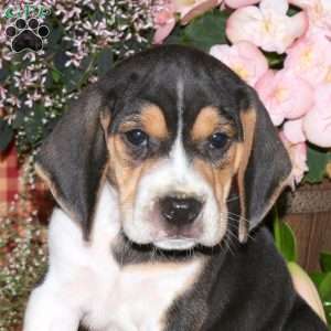 Murphy, Beagle Puppy
