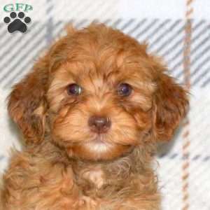 Murphy, Havapoo Puppy