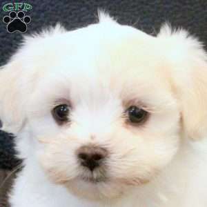 Murphy, Morkie / Yorktese Puppy