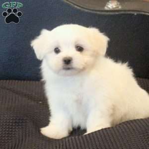 Myles, Morkie / Yorktese Puppy
