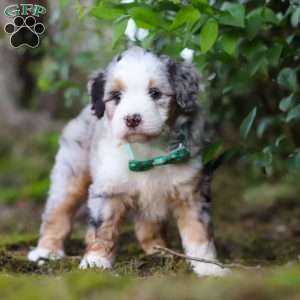 Nacho, Mini Aussiedoodle Puppy