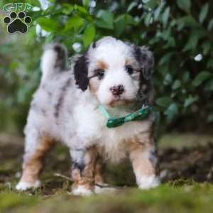 Nacho, Mini Aussiedoodle Puppy