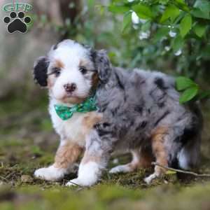 Nacho, Mini Aussiedoodle Puppy