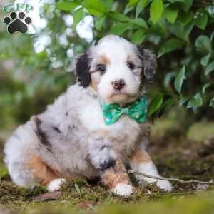 Nacho, Mini Aussiedoodle Puppy