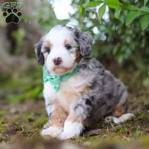 Nacho, Mini Aussiedoodle Puppy