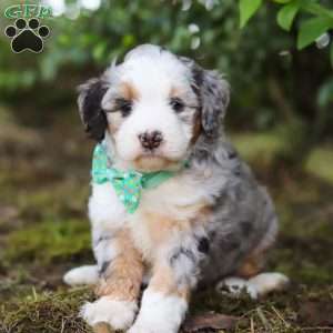 Nacho, Mini Aussiedoodle Puppy