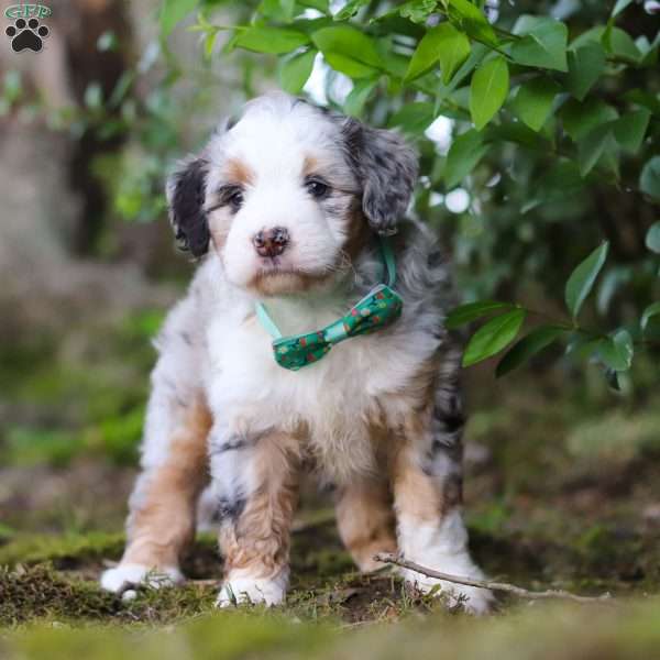 Nacho, Mini Aussiedoodle Puppy