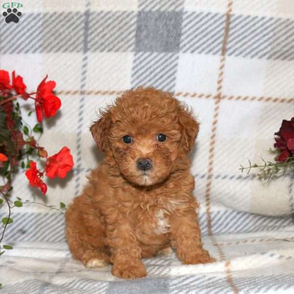 Nala, Bich-Poo Puppy