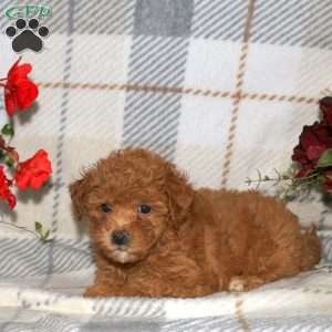 Nala, Bich-Poo Puppy